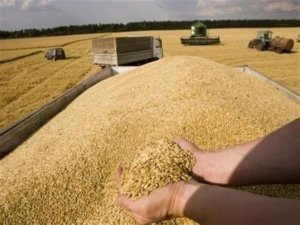قمح اخبار اقتصادية والعملات الرقمية والذكاء الاصطناعي