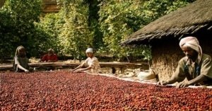 بسبب العقوبات .. القهوة تتحول إلى متعة باهظة الثمن في روسيا 2 القهوة2 اخبار اقتصادية والعملات الرقمية والذكاء الاصطناعي